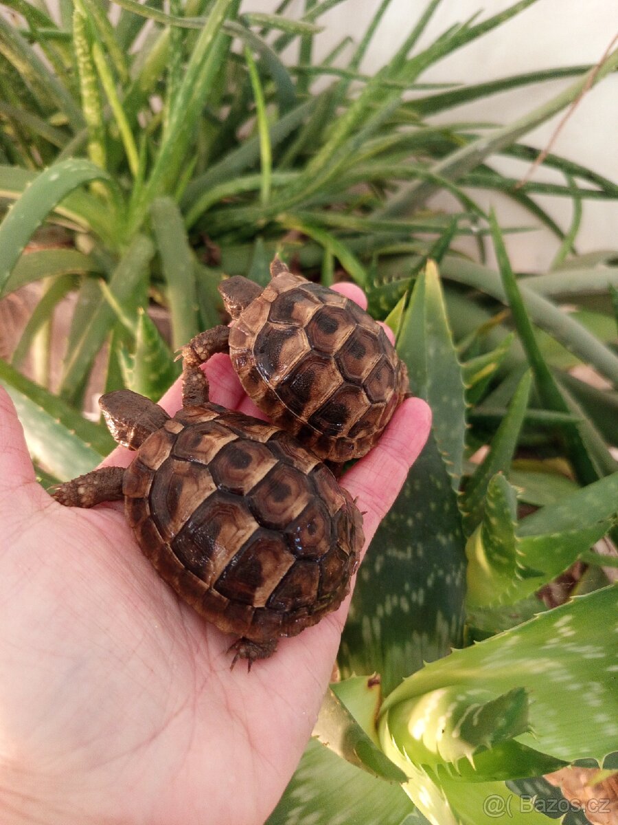 Želva zelenavá, mláďata: kupní smlouva+Cites - 3