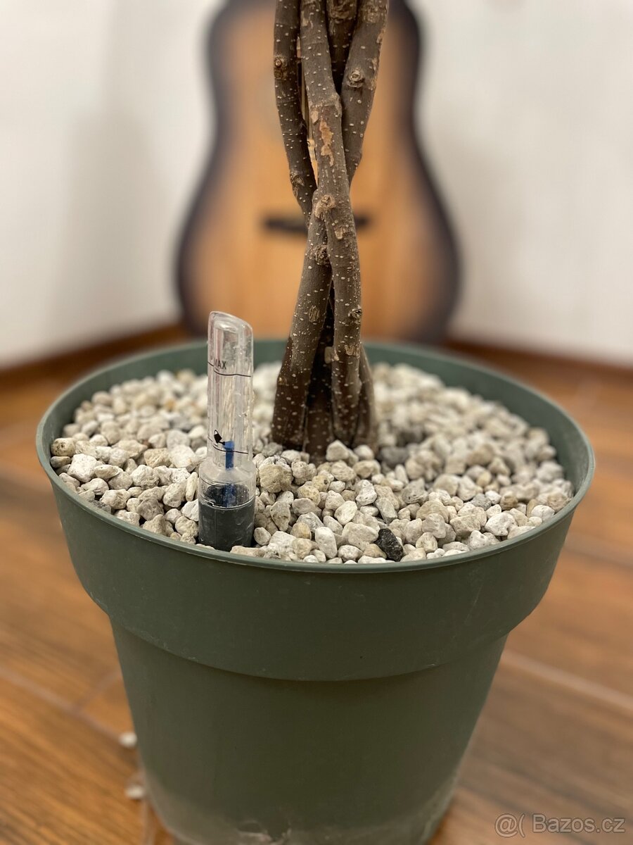 Ficus Mahori(Hydroponia) - 3