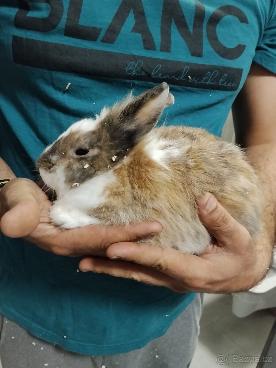 Zakrslí králíčci - 3