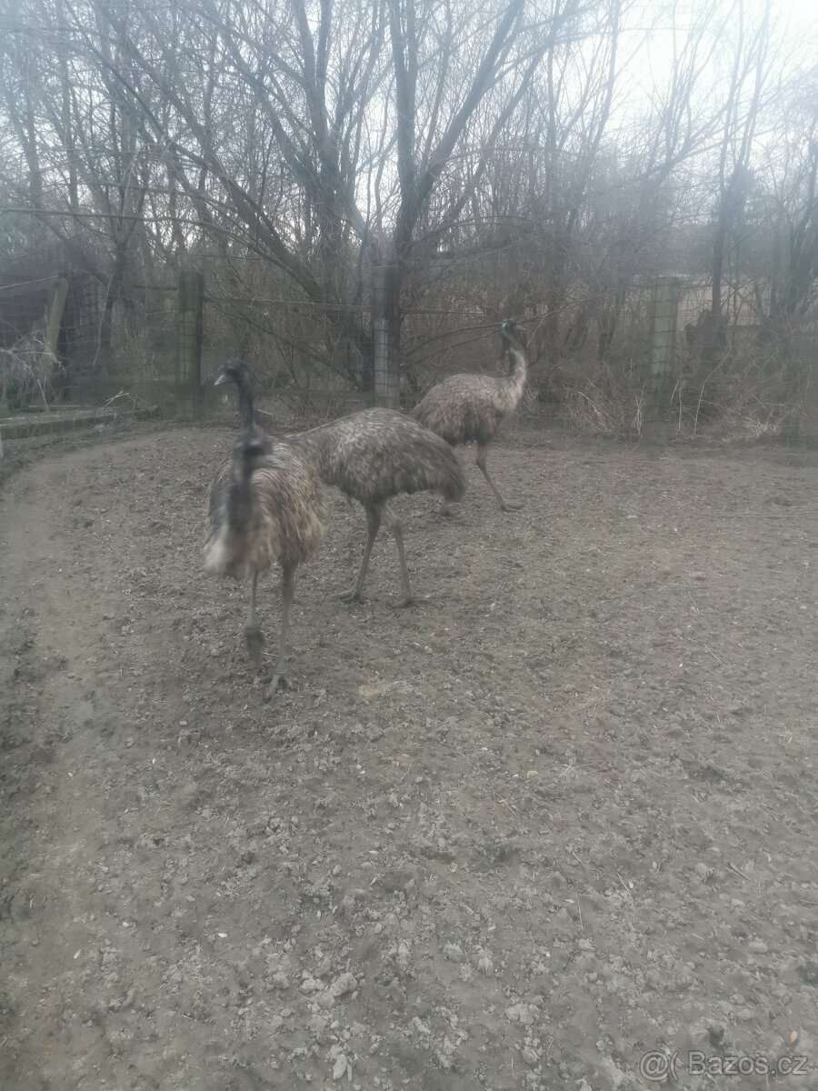 Prodám pstros emu - 3