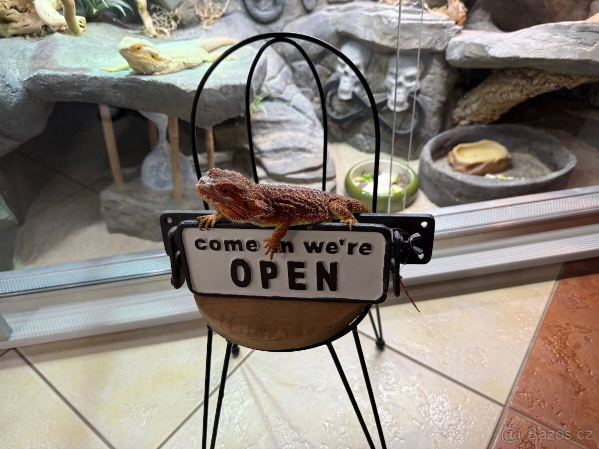 Samička agama vousatá k prodeji - 3