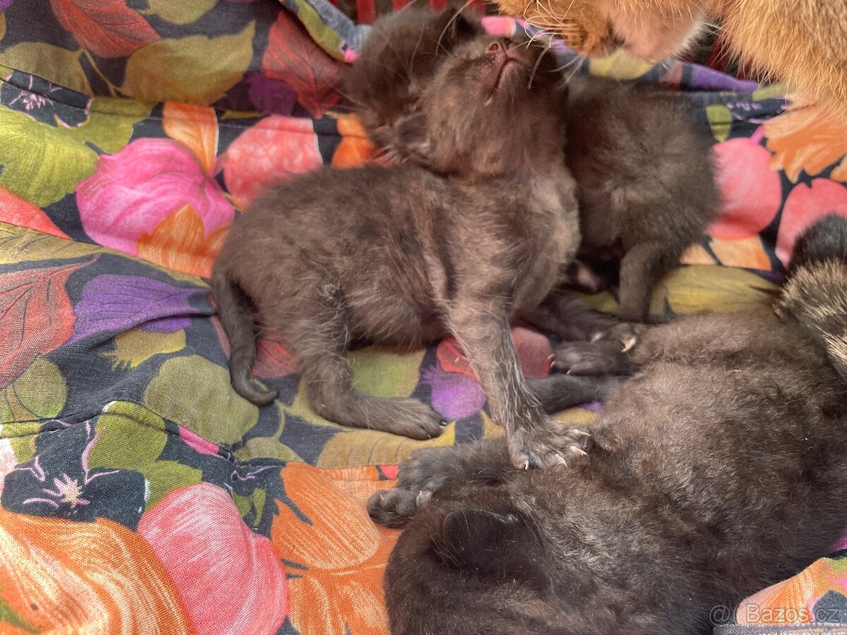 Koťata černá - 3