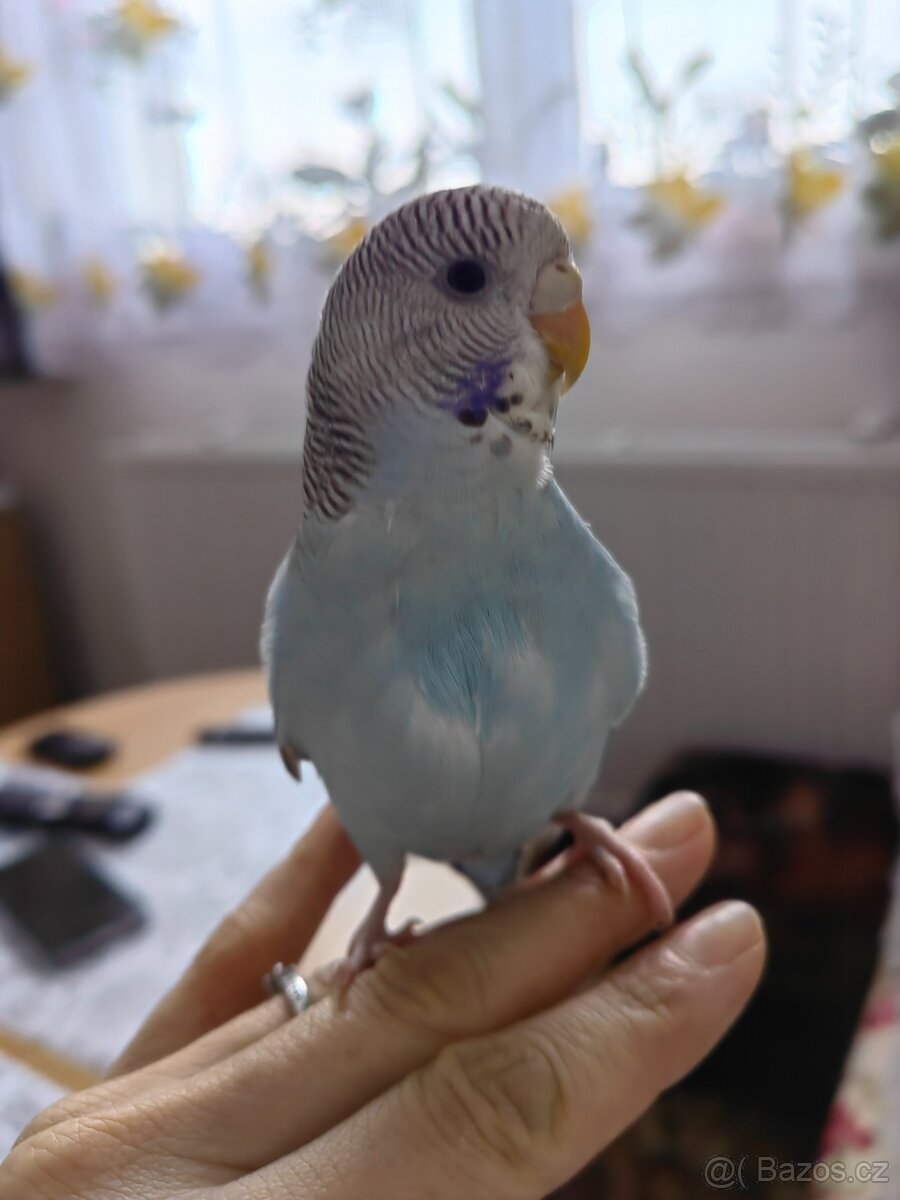 Andulka vlnkovaná - ručně dokrmená - 3