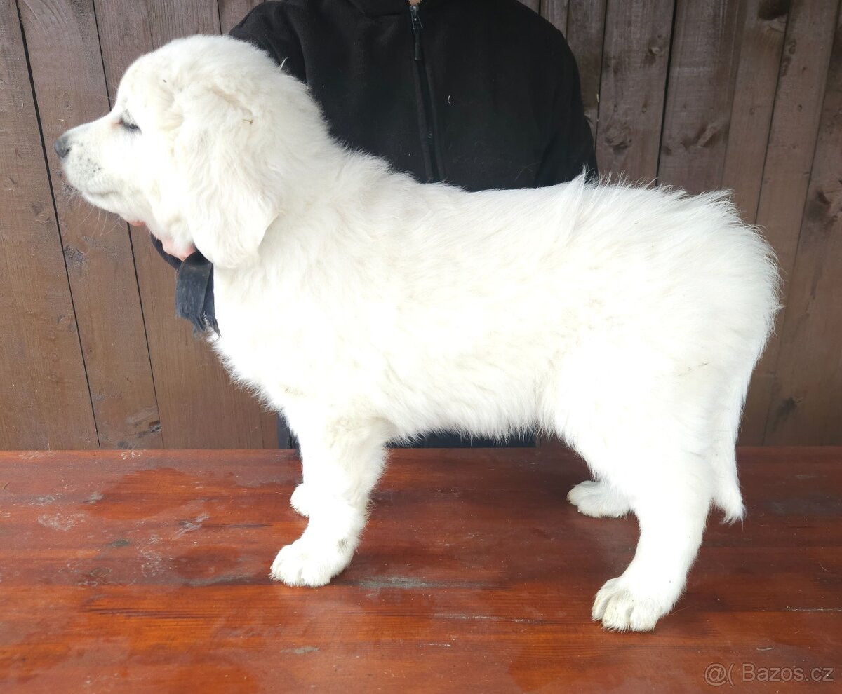 Slovenský čuvač - 3