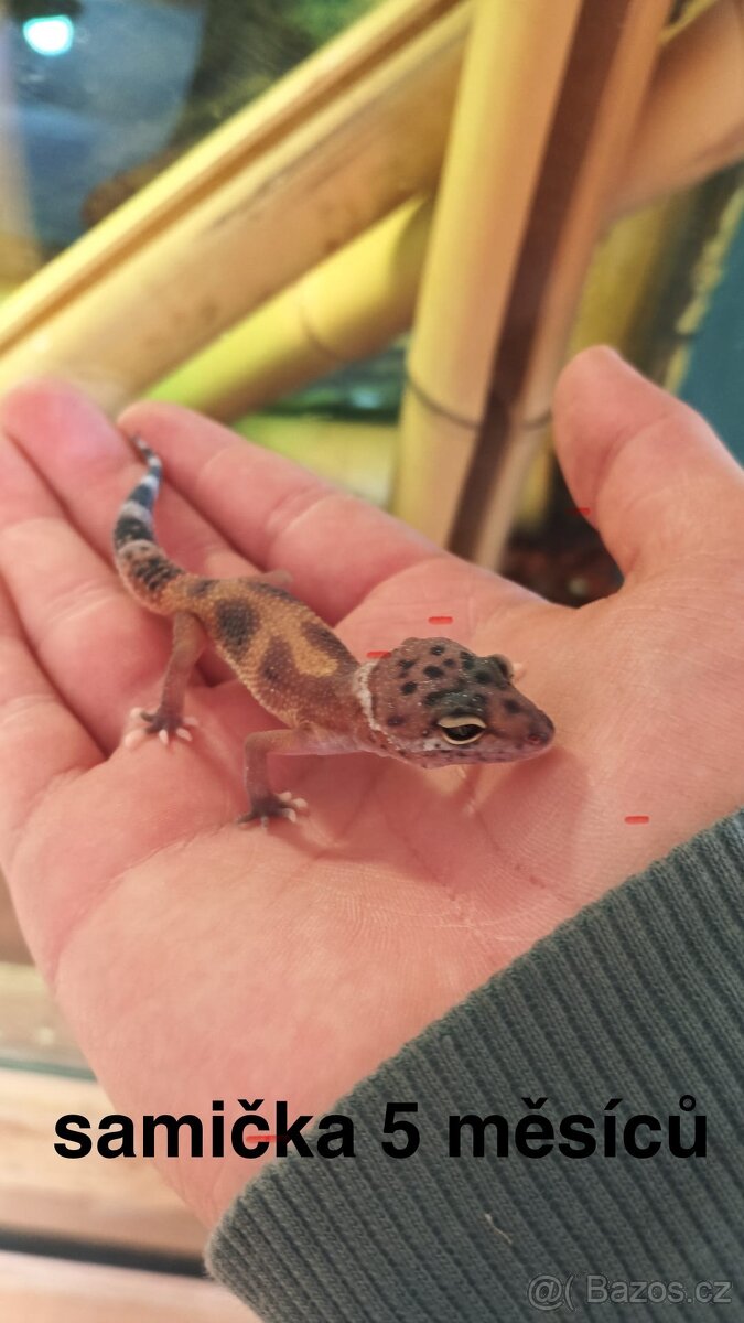 Gekončík noční - 3