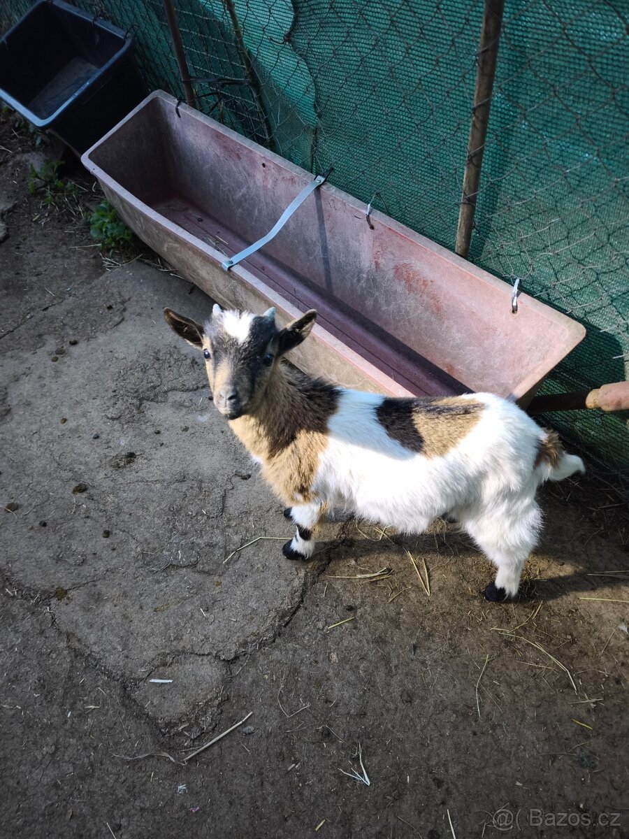 Holandská zakrslá koza - 3