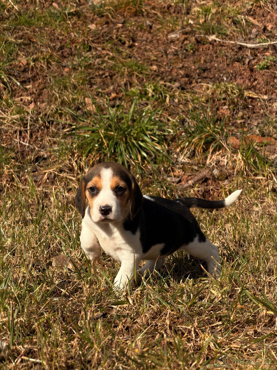 Bígl trikolor - štěňátka - 3