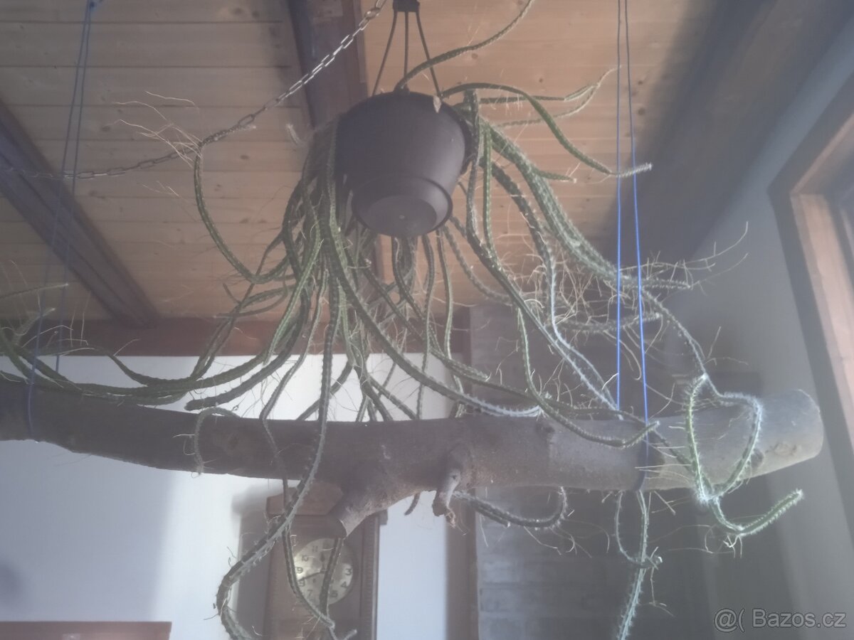 Stromové kaktusy Selenicereus - 3