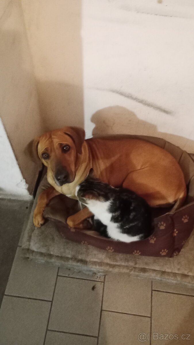 Hledám krytí pro fenu - ridgeback - 3