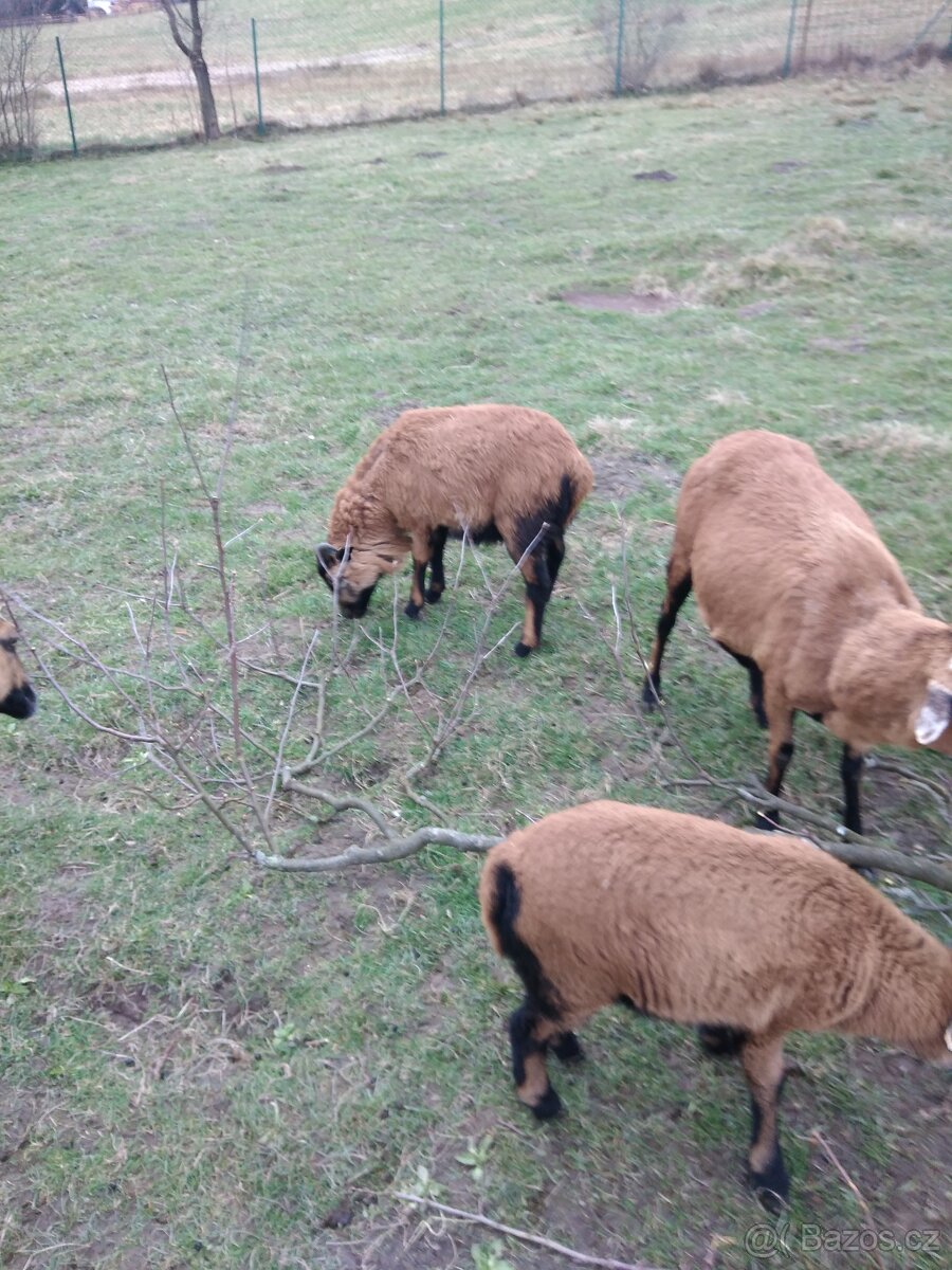 Kamerunský beran - 3