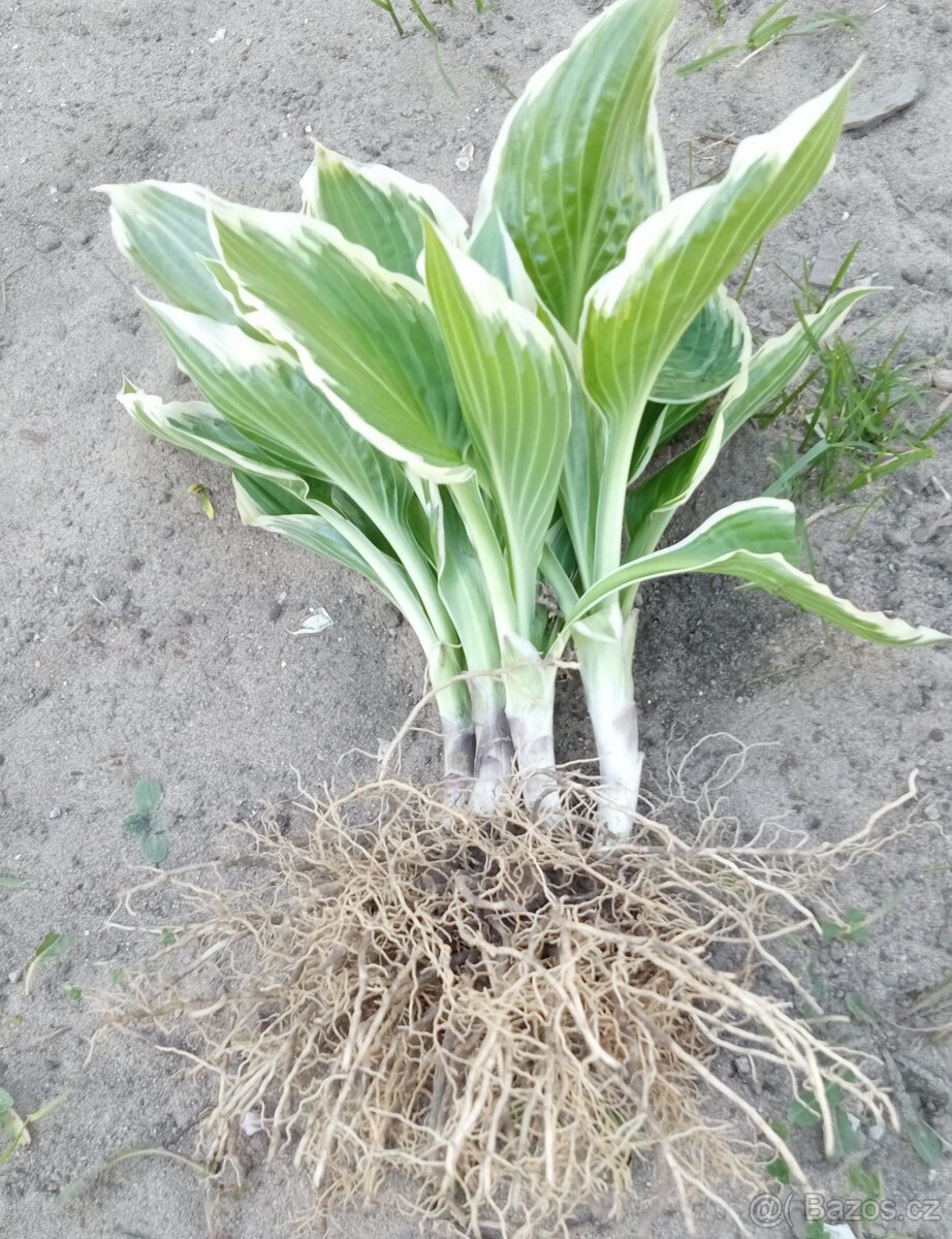 Hosta- bohyška - 3