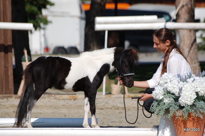 Minihorse na predaj - Showmer Quido - 3