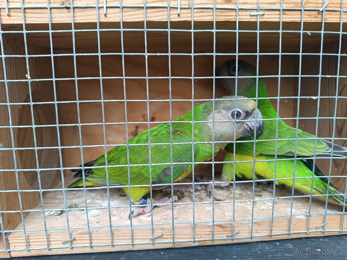 Papoušek senegalský - 3