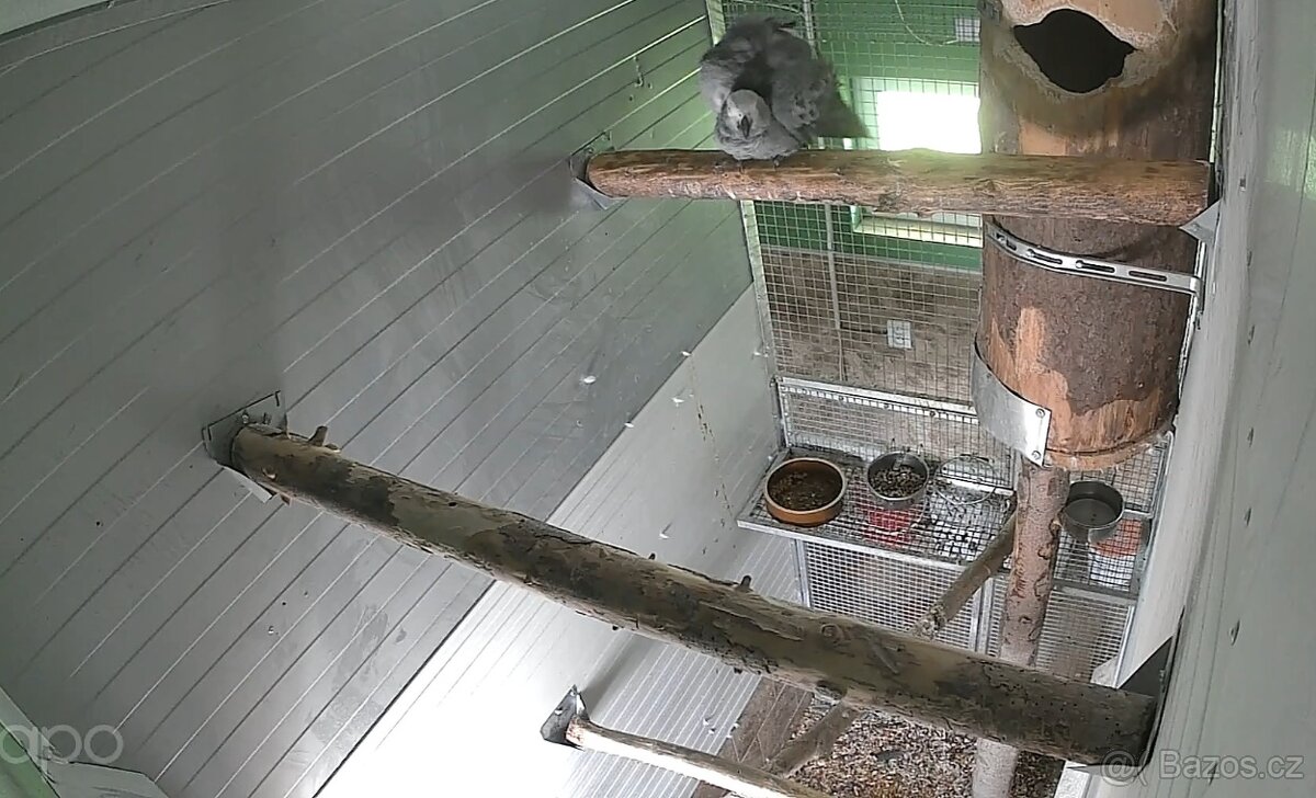 1.1. Žako Kongo,1.1.Pap.Senegálský,Amazonek Bělobřichý - 3