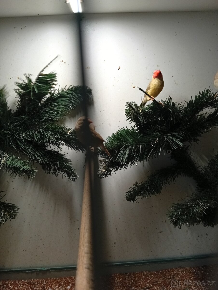 Astrild rakosní, rakosnik - 3