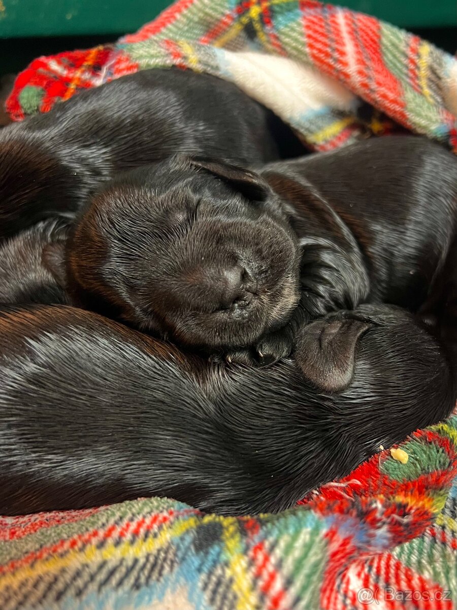 ✨ ANGLICKÝ KOKRŠPANĚL S PP ✨ - 3