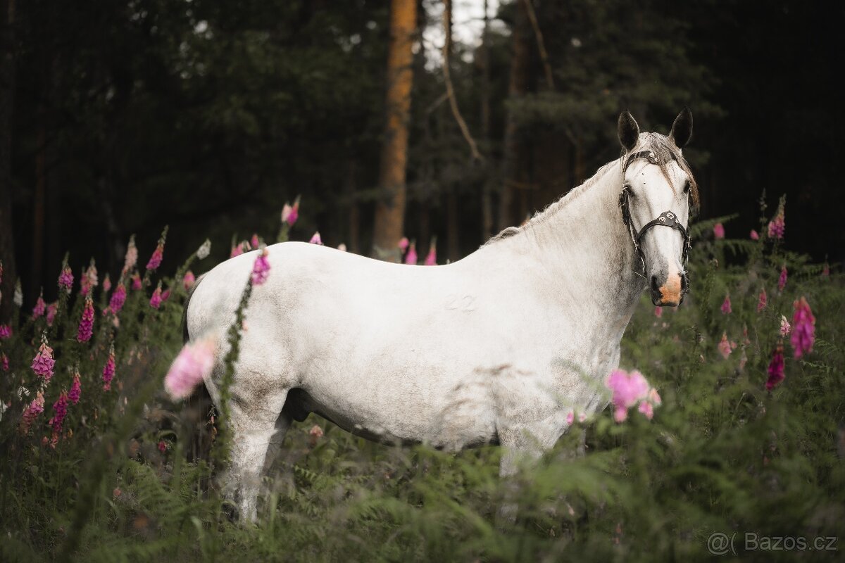 Starokladrubský valach na prodej - 3