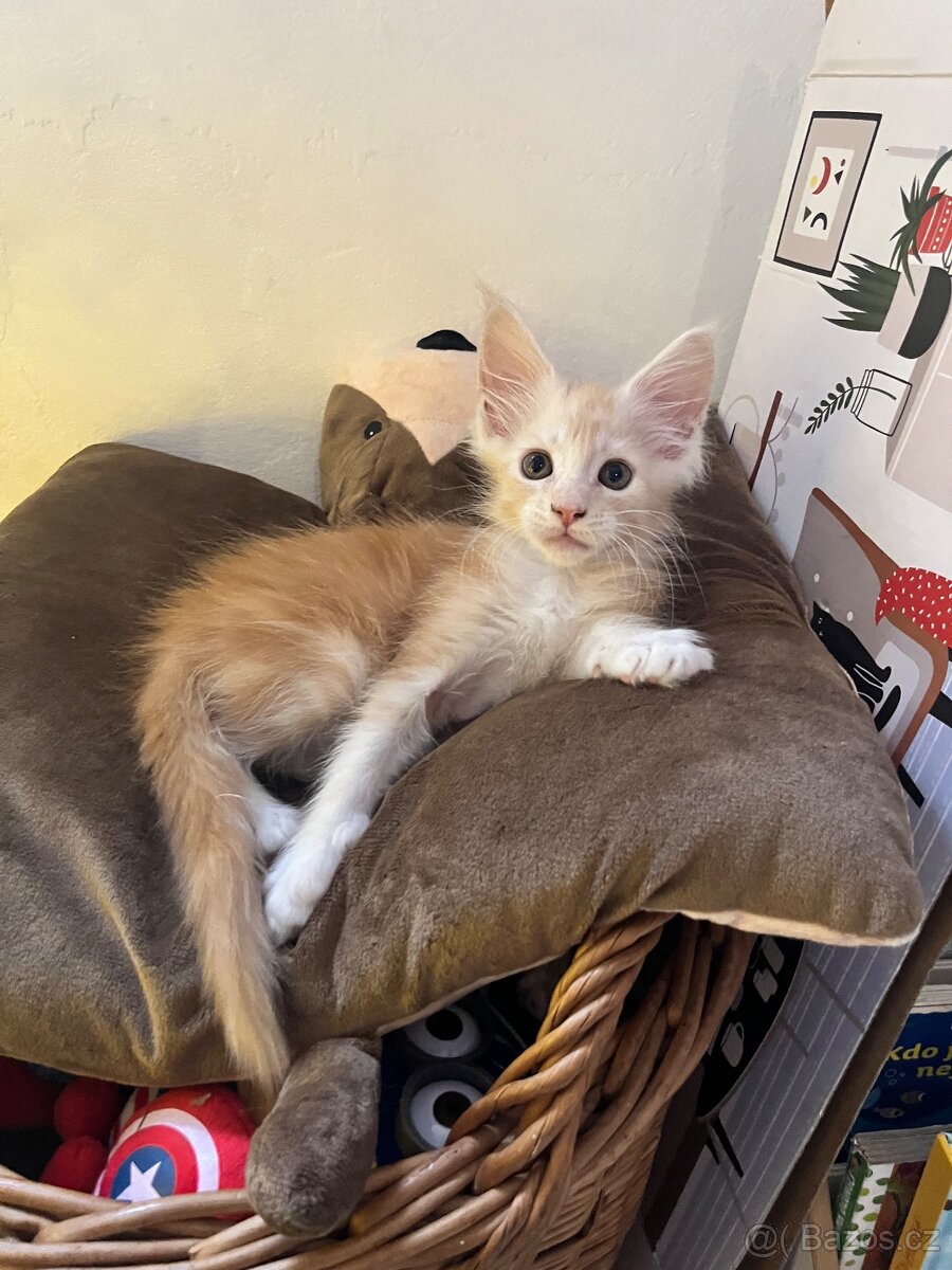 Mainská mývalí bez PP - 3