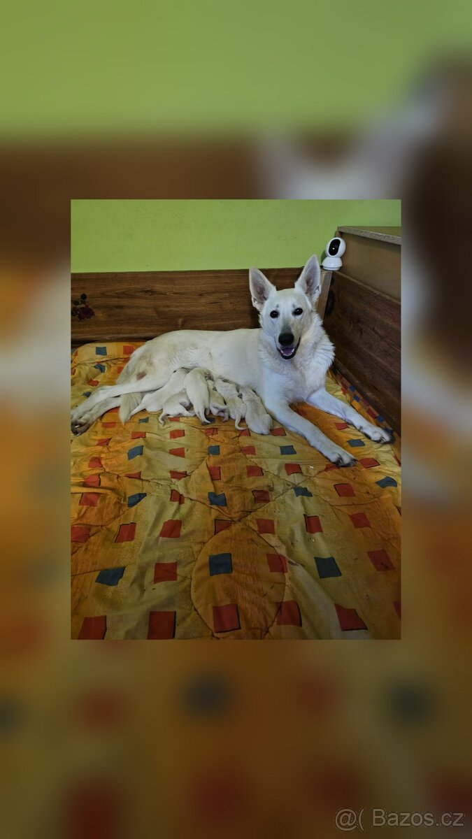 Bílý švýcarský ovčák - 3