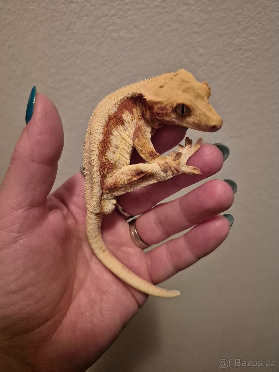 Pagekon řasnatý - samec - 3