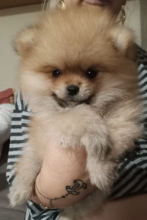 Pomeranian - 3