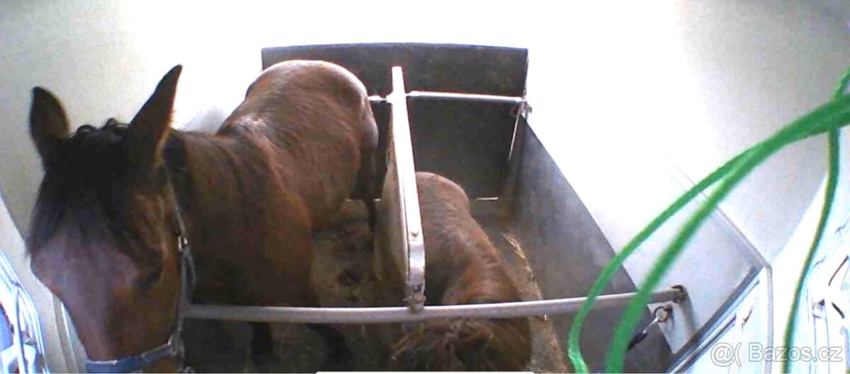Přeprava koní - 3