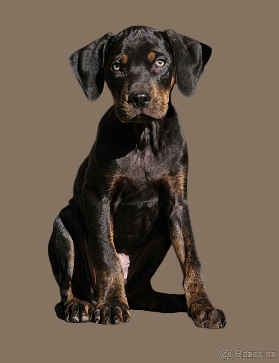 Louisianský leopardí pes - 3