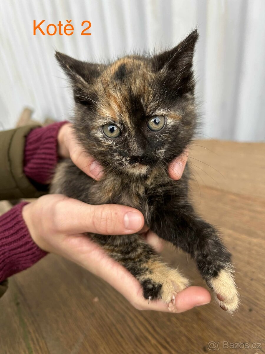 Koťata - 3