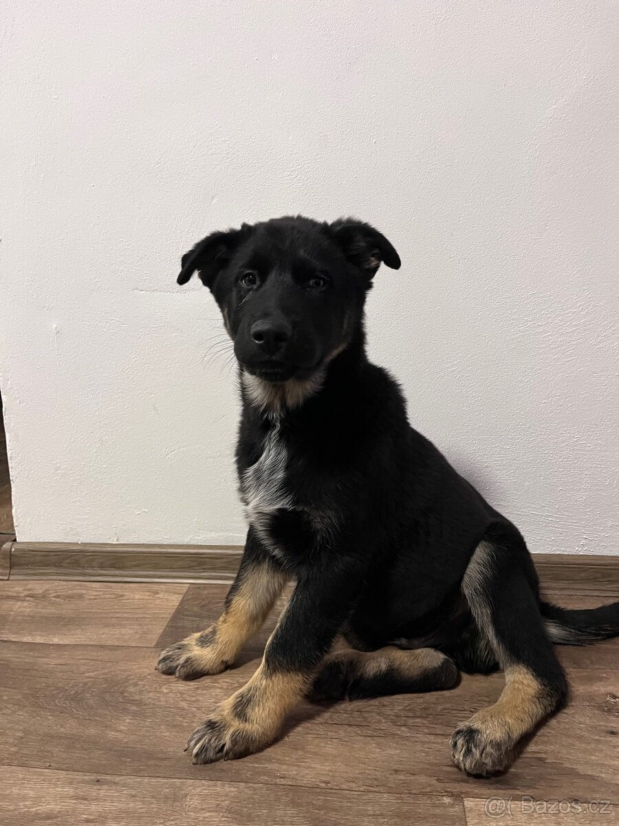 Štěňátko křížený husky a německý ovčák - 3