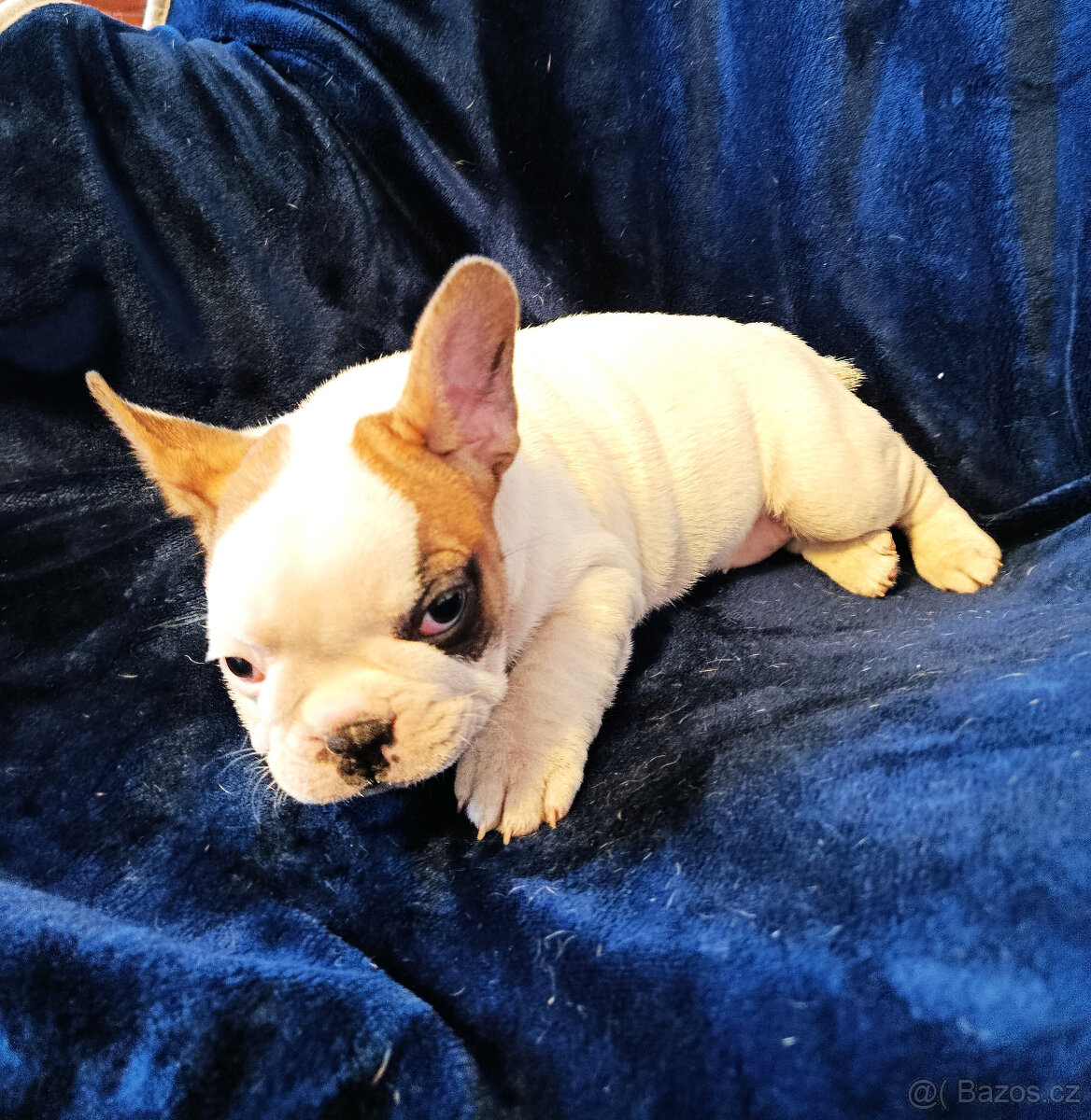FRANCOUZSKÝ BULDOČEK - 3