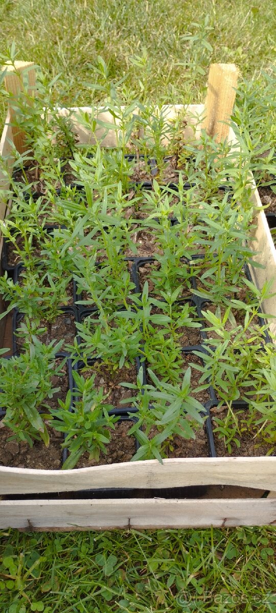 Byliny a trvalky - 3