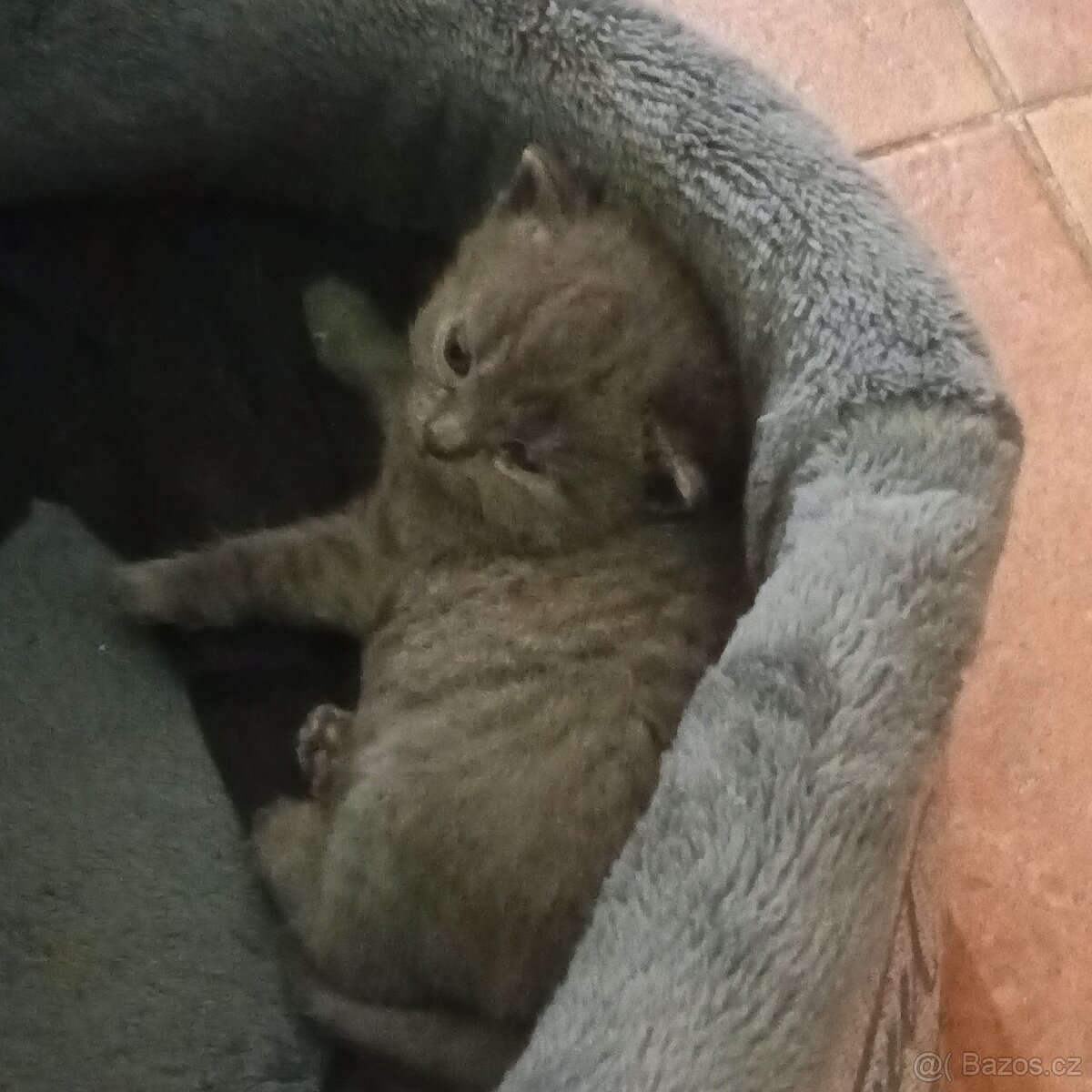 Predám  mačiatka britskej modrej - 3