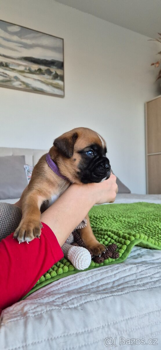 NĚMECKÝ BOXER ŠTĚŇATA narozená 31.10.2025 - 3