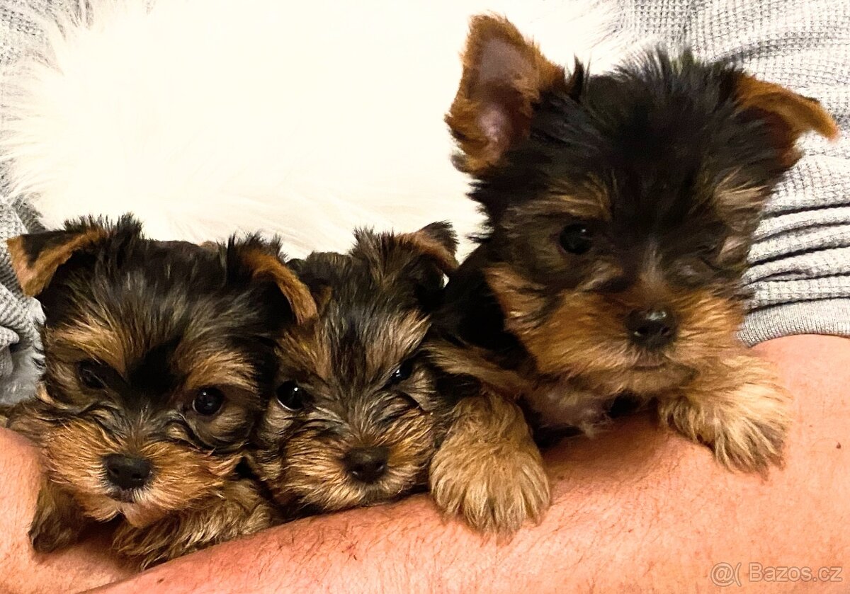 Jorkširský terier bez PP - 3