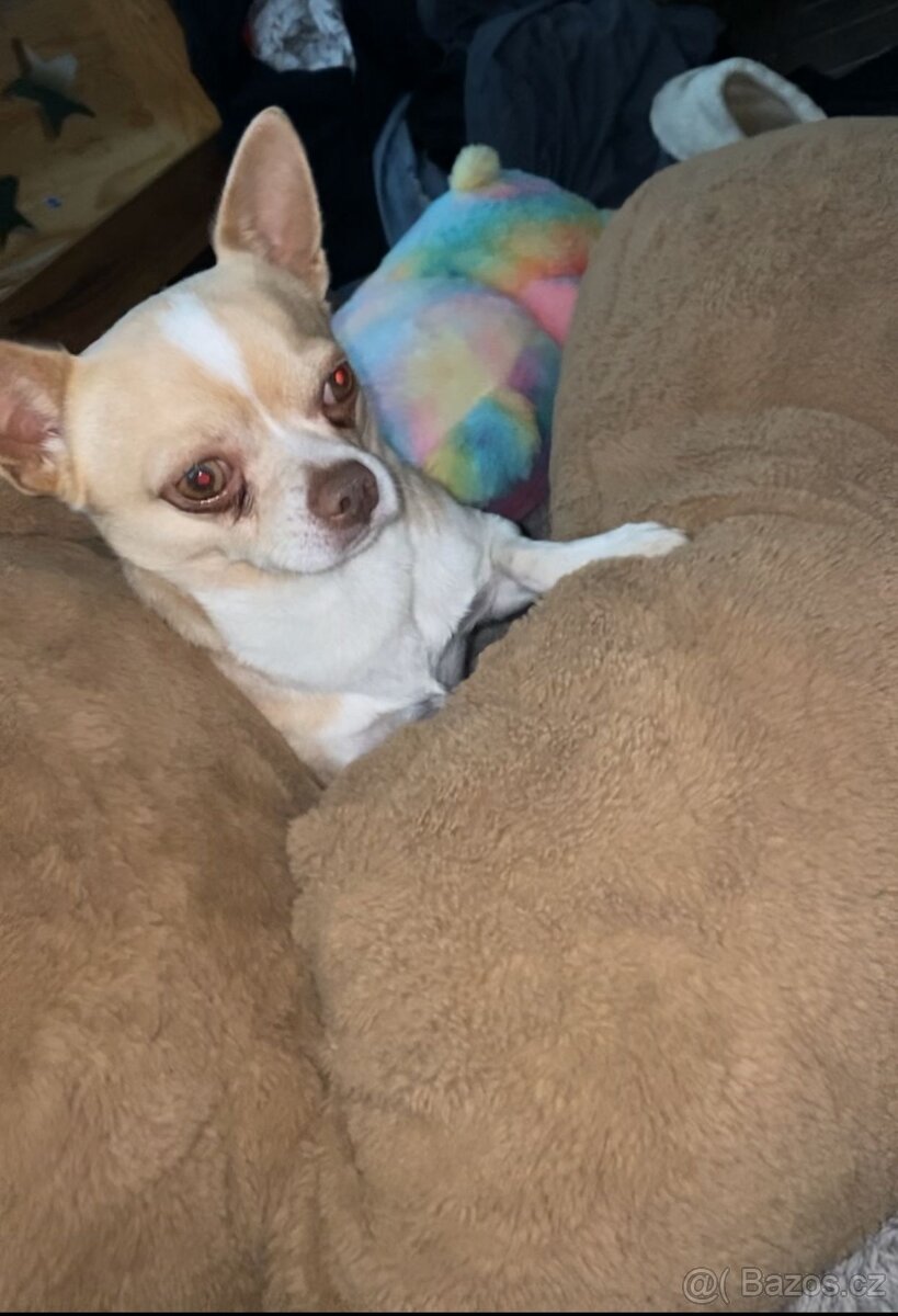 Čivava krátkosrstá - 3