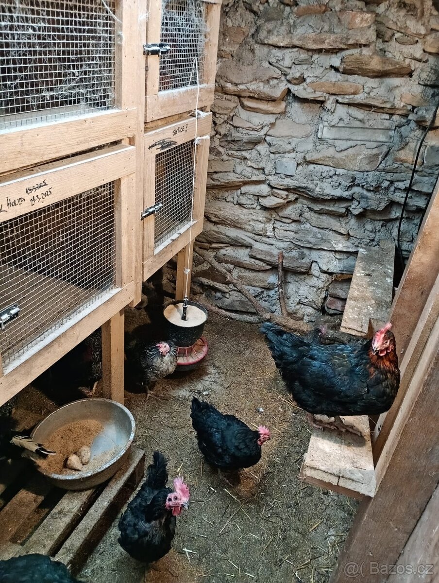 Prodám slepice ve snášce - 3