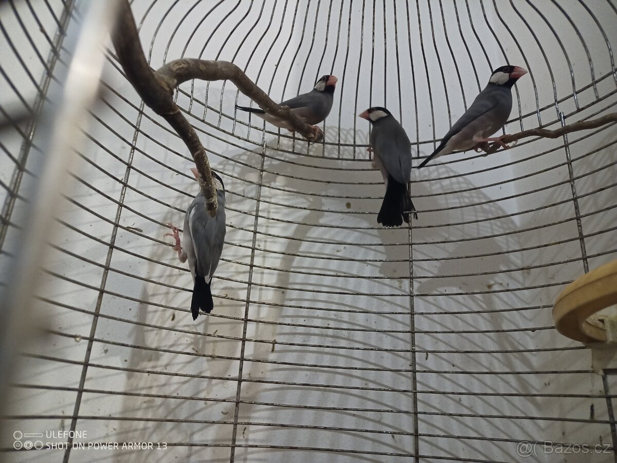 Zebricky, ryzovniky, krepelky. - 3