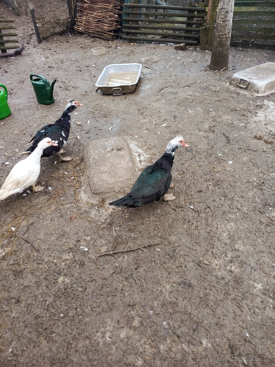 Kachna Pižmová - 3