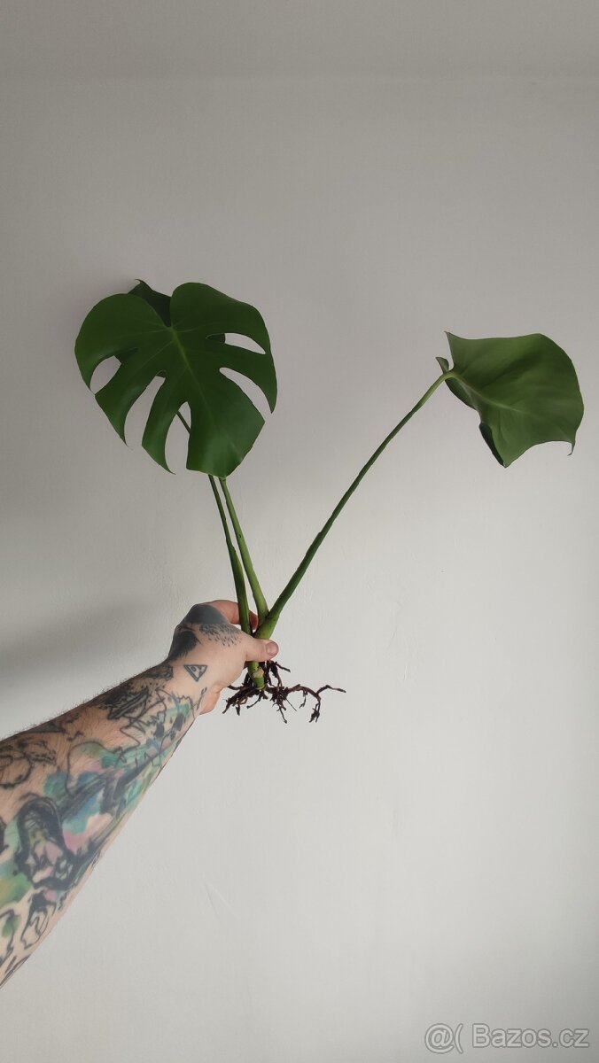 Monstera deliciosa - 3