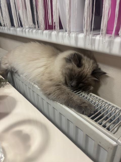 Kočička Ragdoll - 3