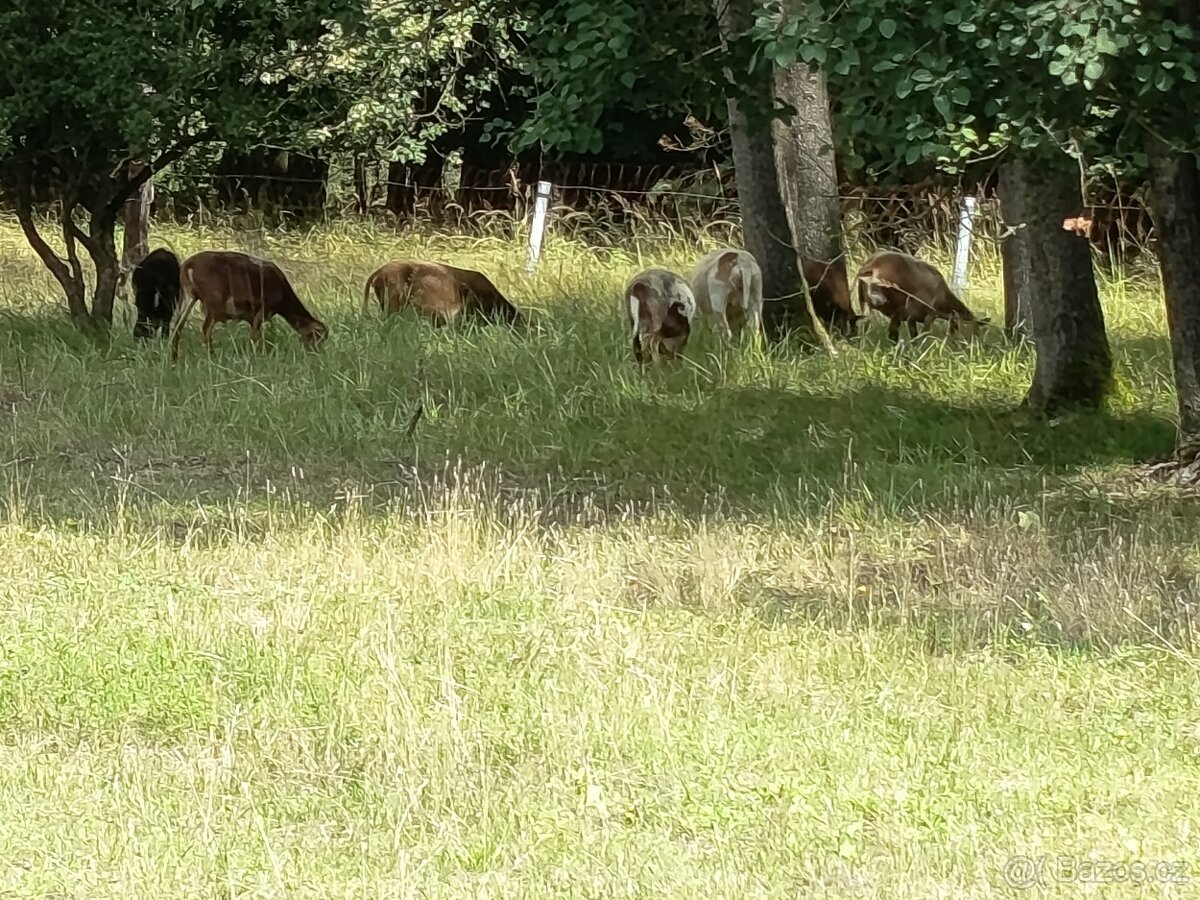 Ovce kamerunské březí - 3