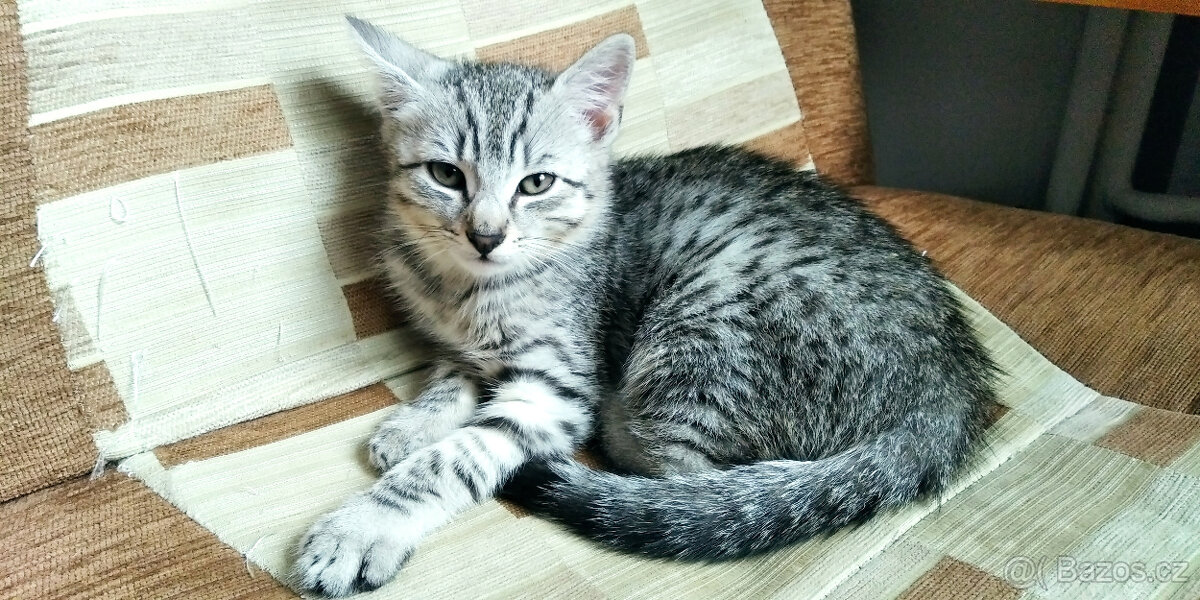 Kotě - egyptská kočka - 3