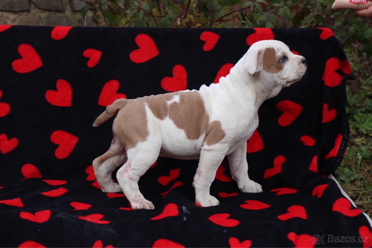 Americký stafordšírský teriér s PP pejsek SPIRIT - 3