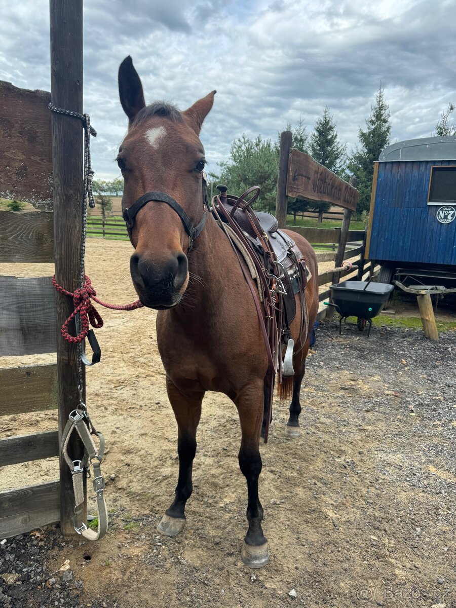 Valach quarter horse - 3