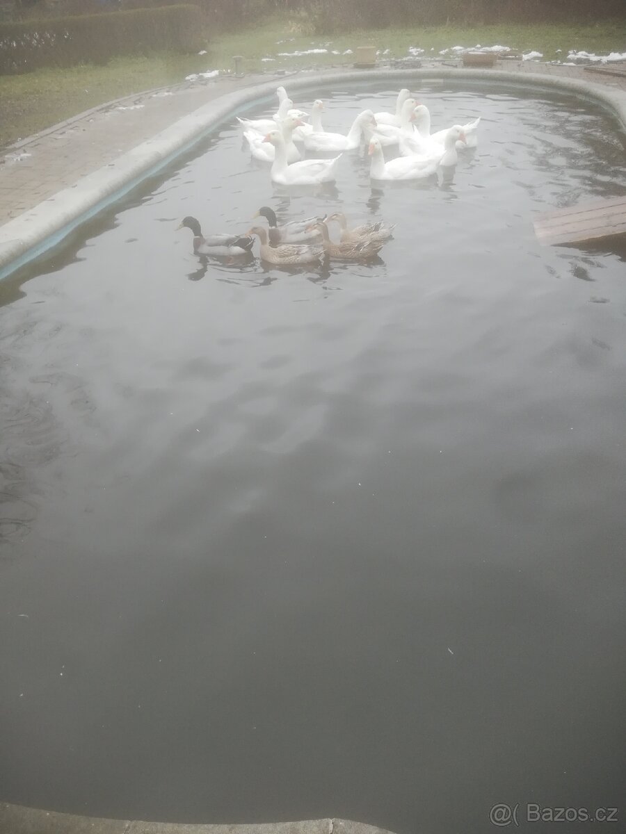 VELKÁ BÍLÁ HUSA - 3