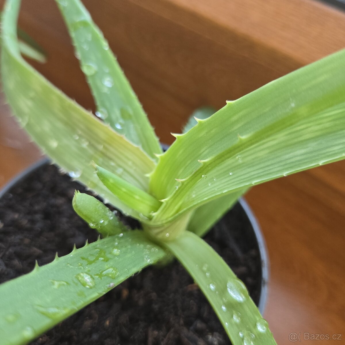 Aloe Vera sadičky - 3