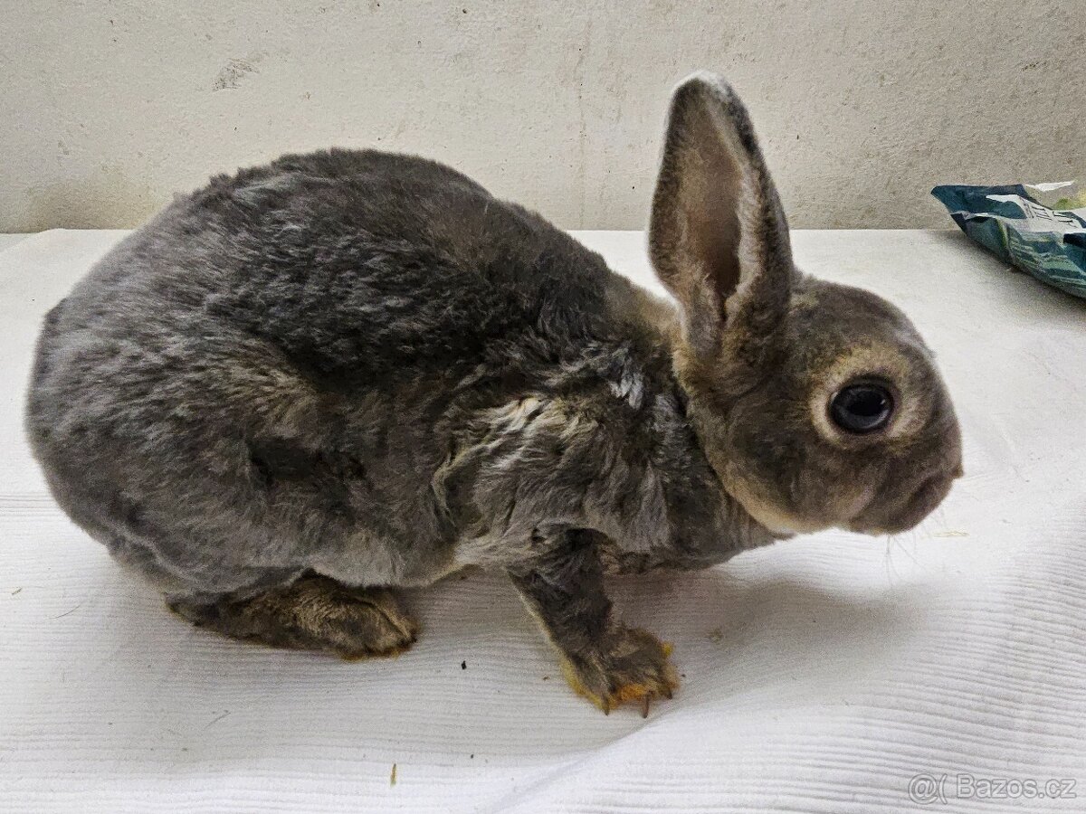 Zakrslý králíček - 3