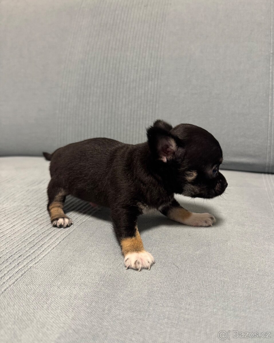 Čivava štěně - 3