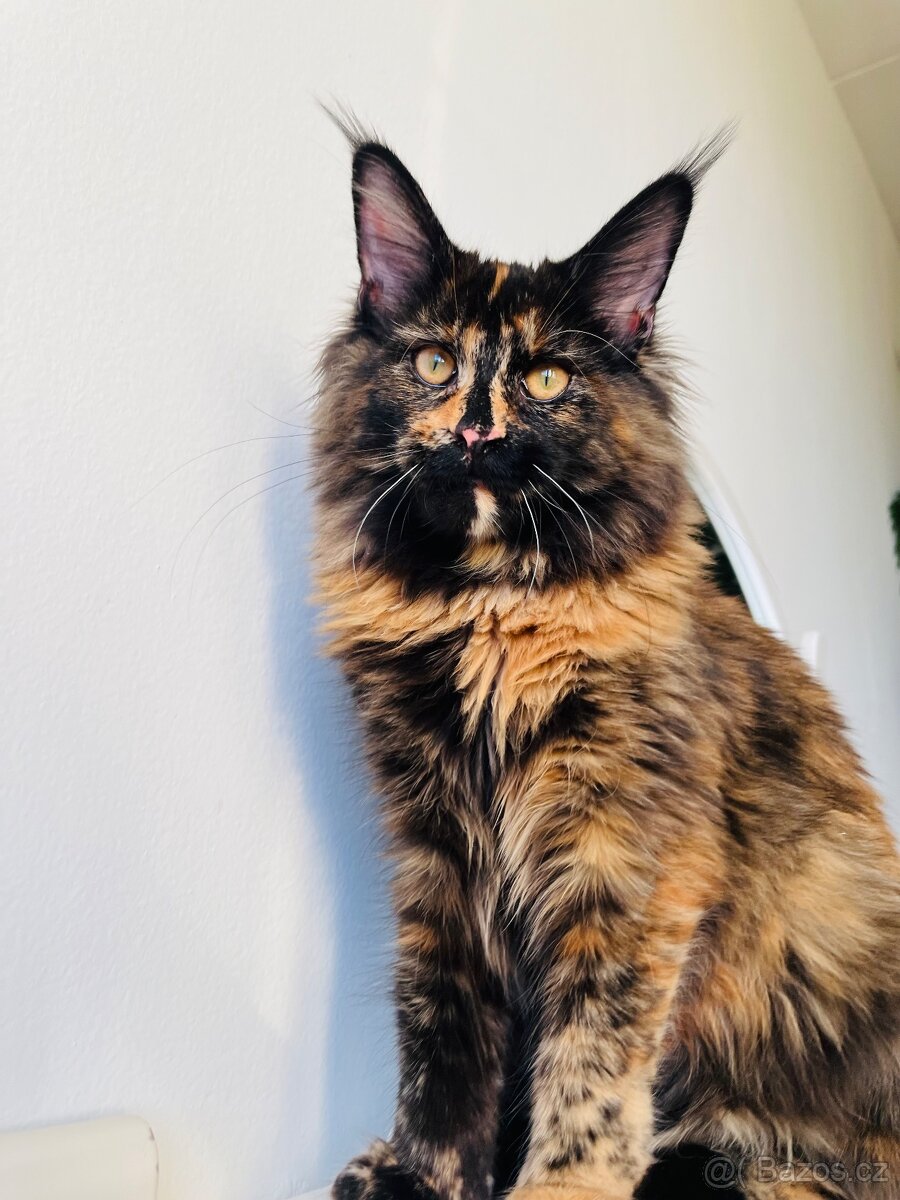 Mainská mývalí s pp - 3