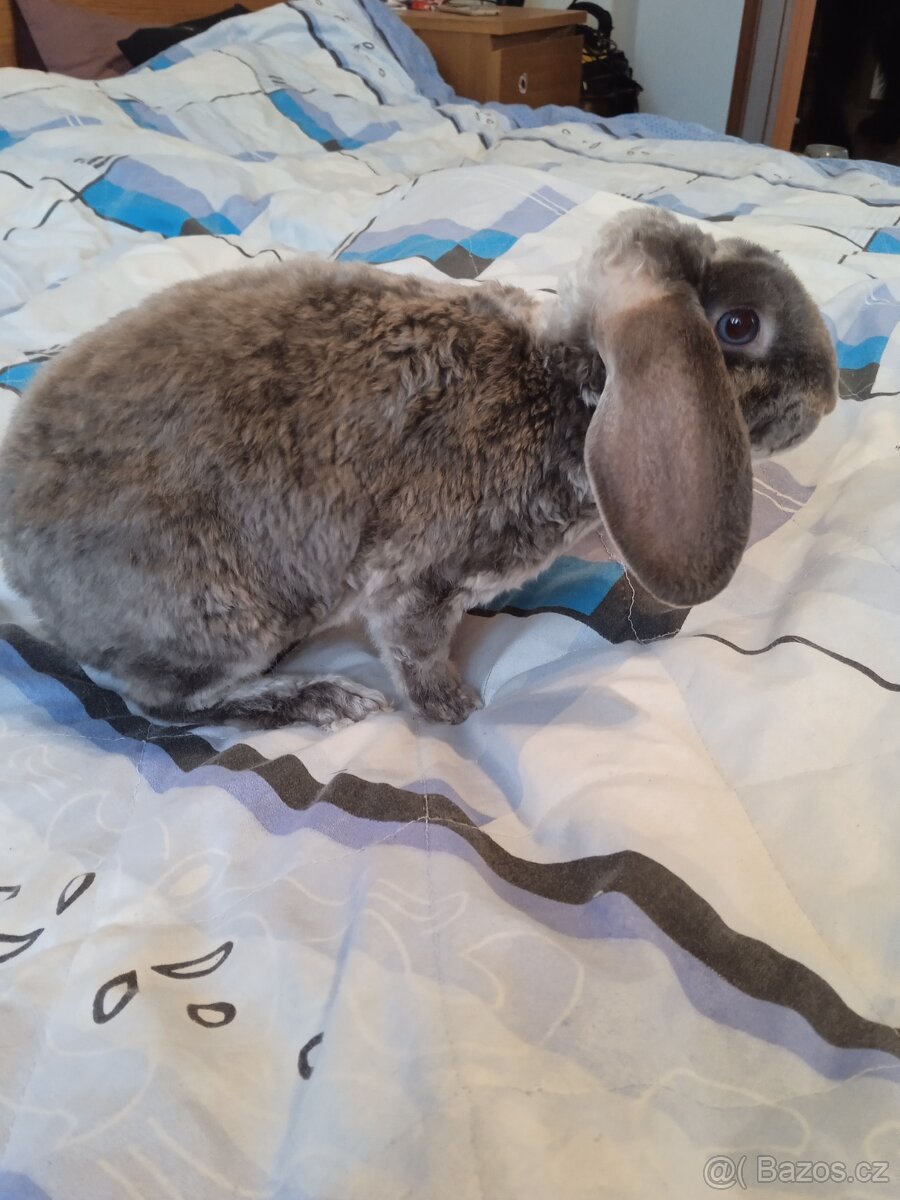 Zakrslý králík beránek rex - 3